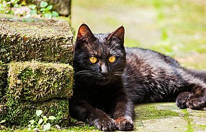 游戏厂商对微软多平台战略感到困惑：Xbox意义何在？